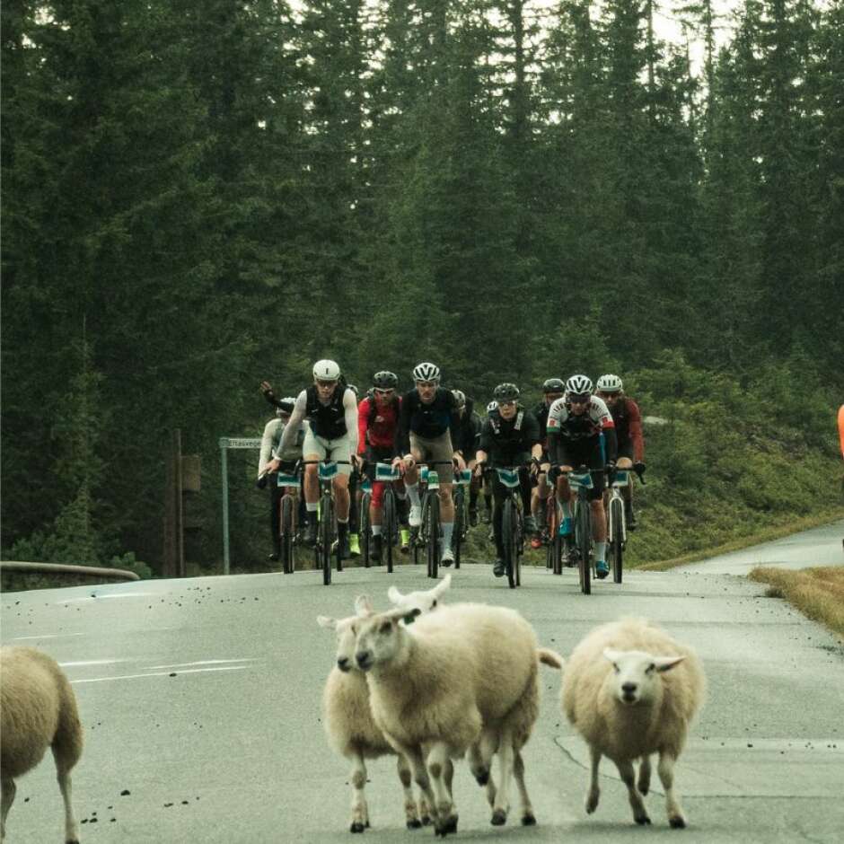 birken cover nettside 800x800 (14)